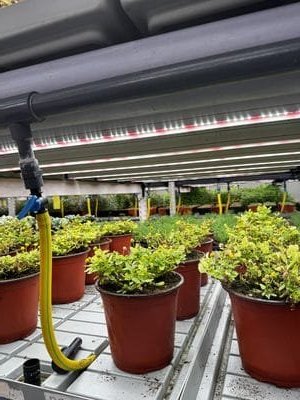 Greenhouse irrigation and plants