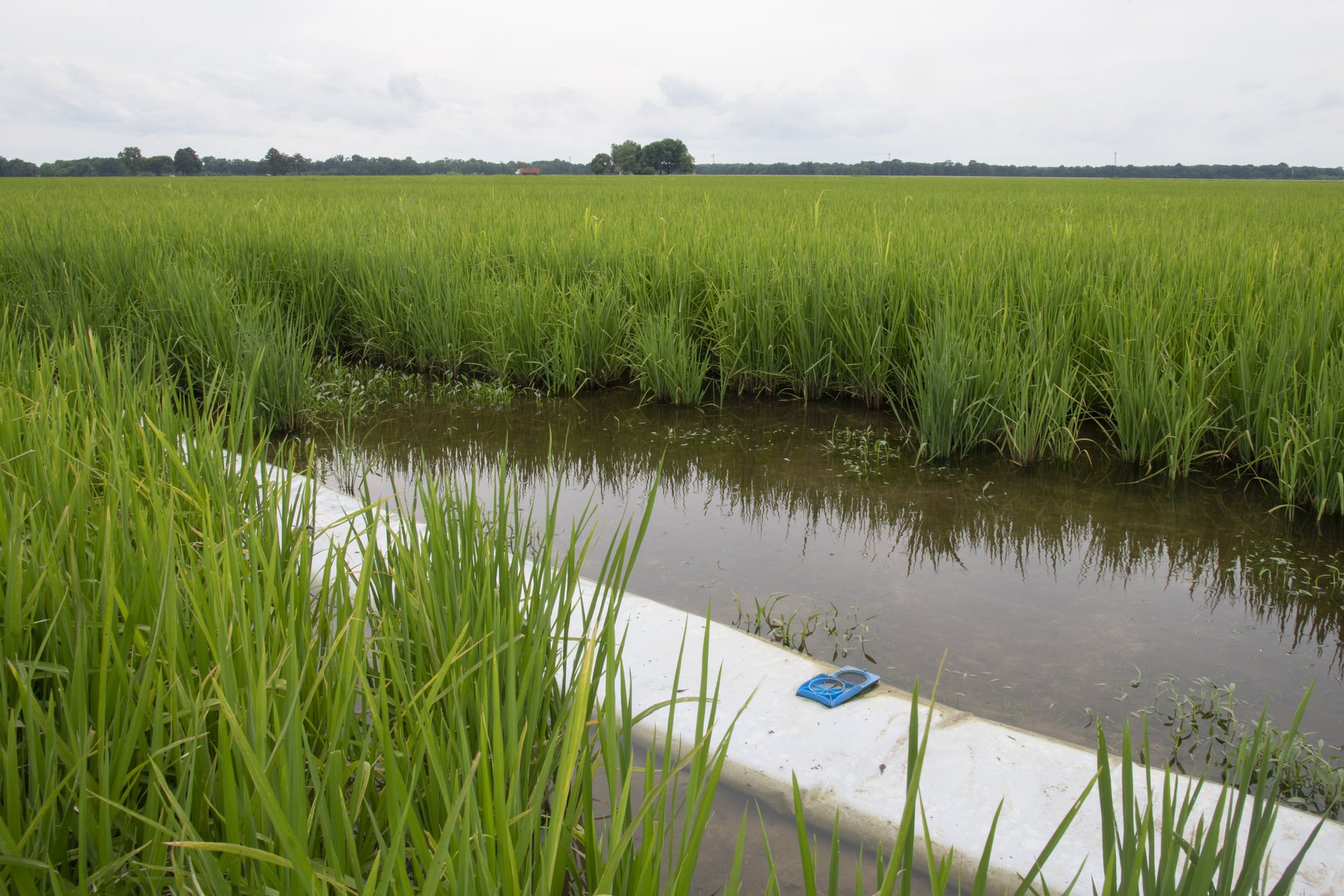 Irrigated field rows with field monitoring equipment